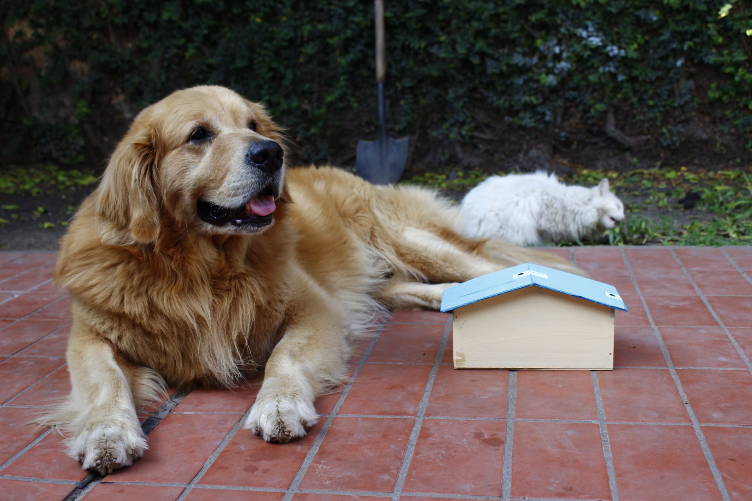 The #1 Cause of Bloat in Large Breeds